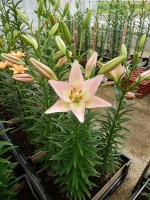 [5122 PartyDiamond DJ No01.JPG]